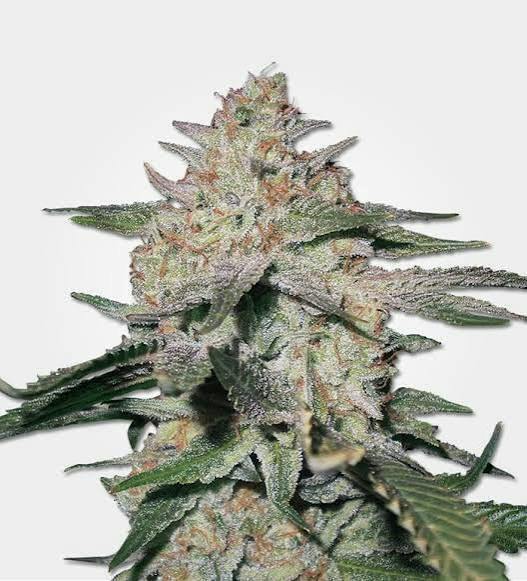 Northern Lights-Deli TAC 20.61 at Pioneer Valley Trading Company