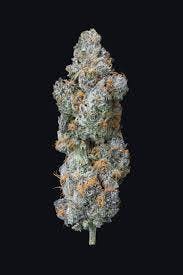 Lions Breath-Deli TAC 31.78