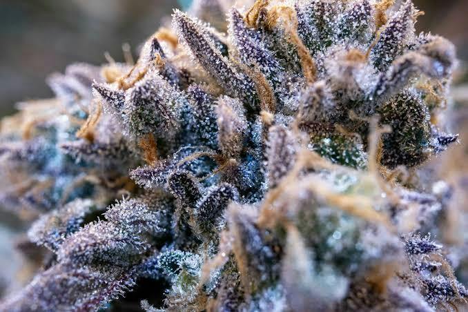 Fluffhead-Deli TAC 29.64 at Pioneer Valley Trading Company