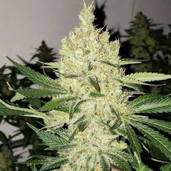 Super Lemon Haze-Deli TAC 27.77 at Pioneer Valley Trading Company