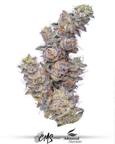 Blue Gas Can-14g TAC 31.15