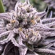 Thug Cookies-Deli TAC 26.18