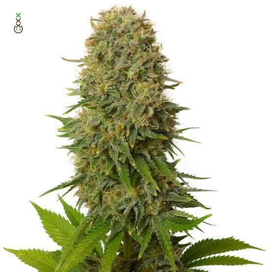 Amnesia Haze-Deli TAC 31.12 at Pioneer Valley Trading Company