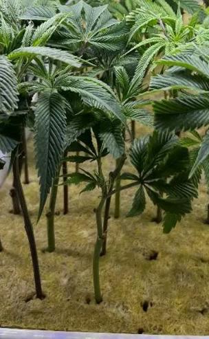 Strawnana Clone at East Coast Cannabis Dispensary - Lebanon