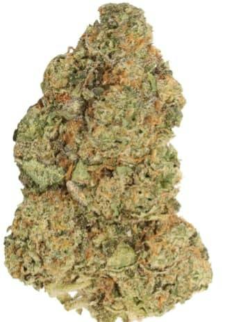 M.TAI X JUNGLE CAKE LTO - 3.5