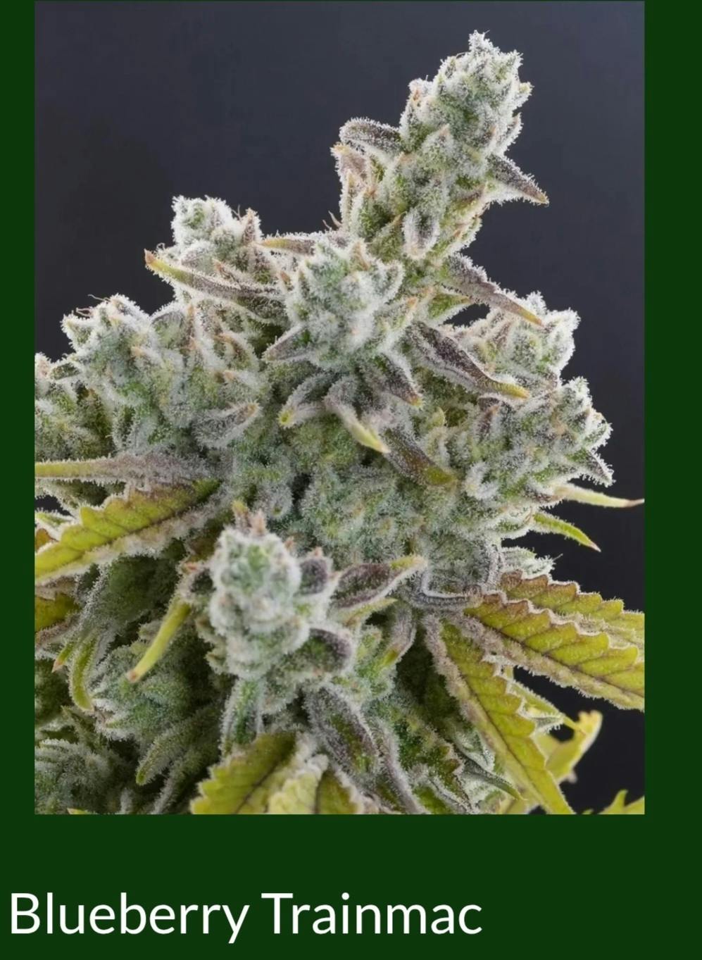 Blueberry Trainmac | 1G (2x0.5G) Pre-Rolls | The Naturalist Solution at Coast Cannabis