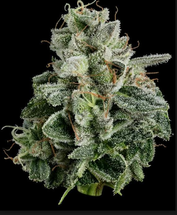 Pie Dough | Flower