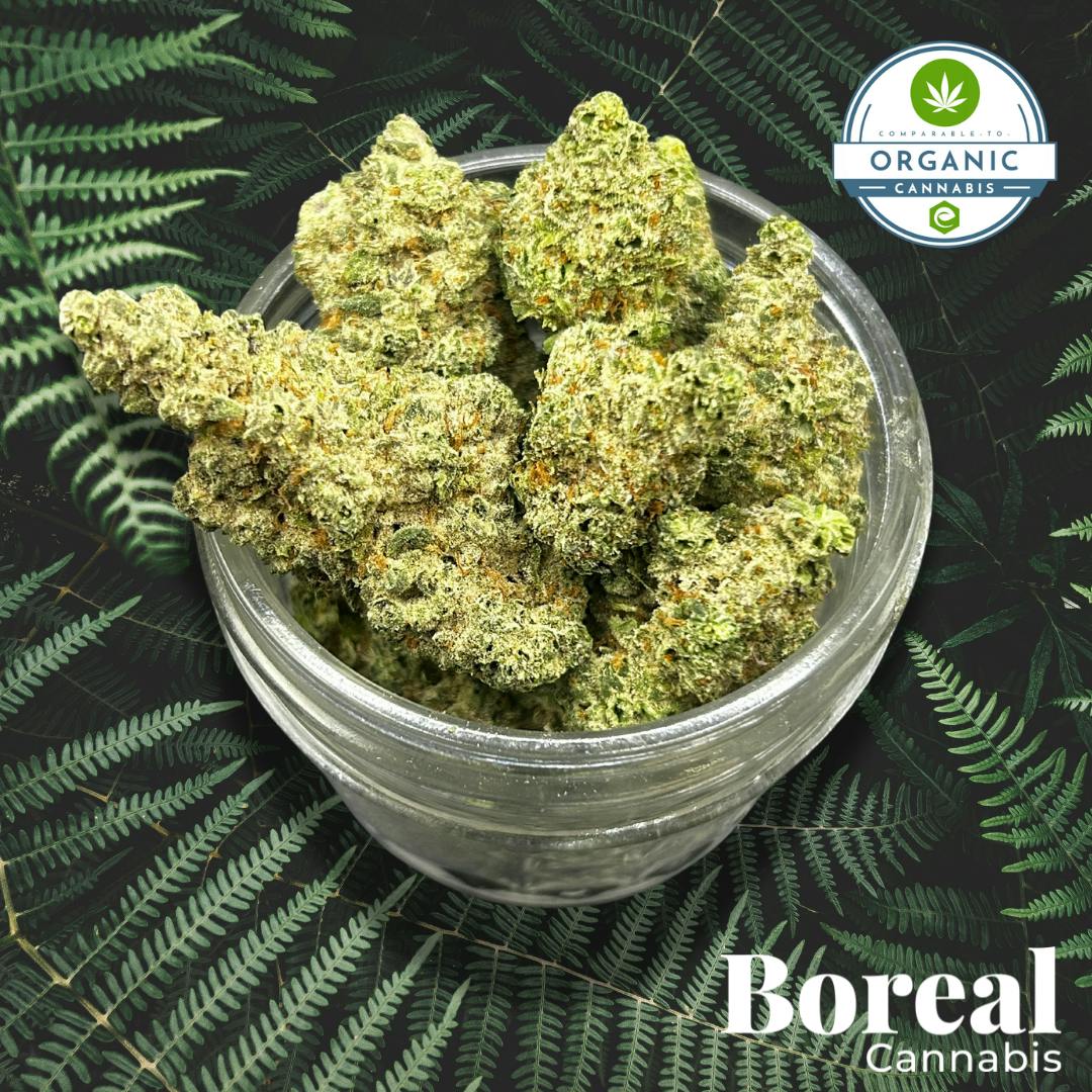 Tropicana Cherry x Lemon Hash Plant from Boreal Cannabis