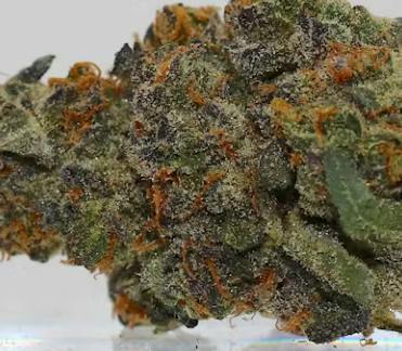 (REC) Apple Pie (Hybrid)