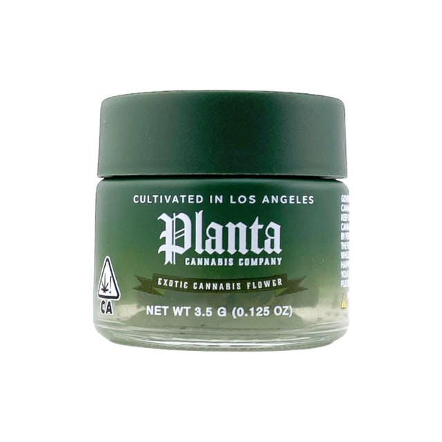 Planta — Zangria