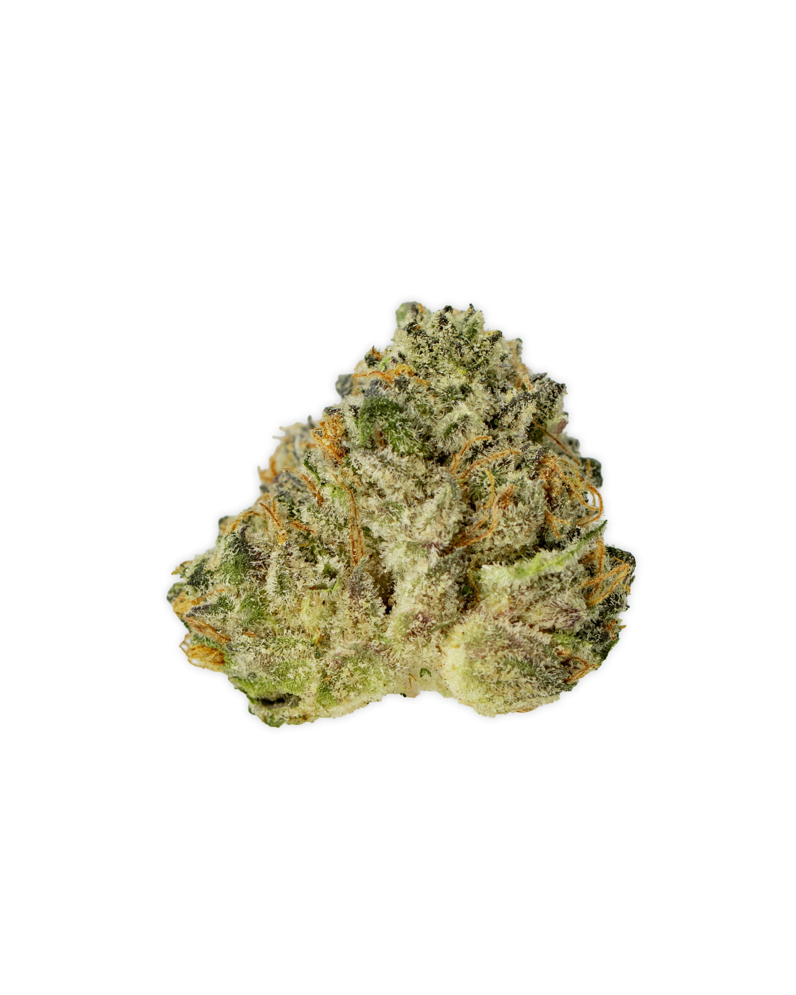 Indoor SUDZZ