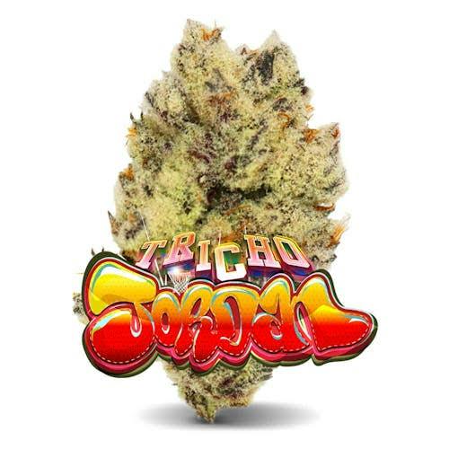 INFINITY STONED CANNABIS | FLOWER | TRICHO JORDAN | 3.5G