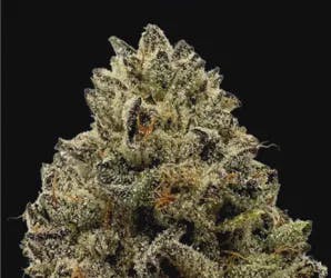 Rugged Roots Cranebow City Dime Bag 1g at Just Baked