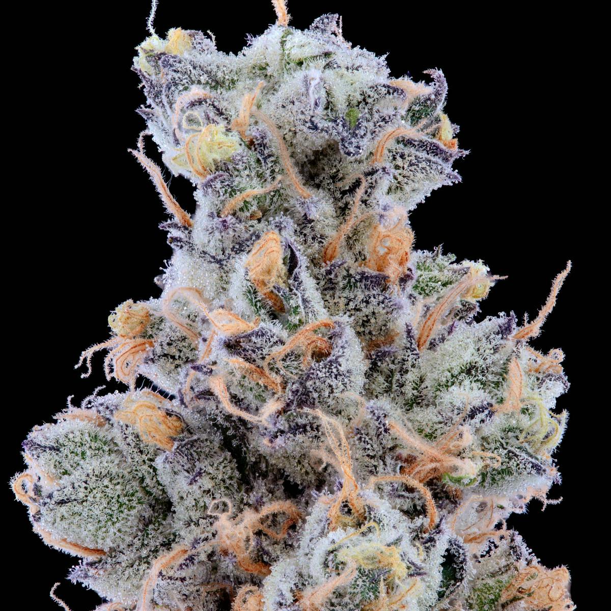 Cannabis Cabin Garlic Breath Flower 3.5g