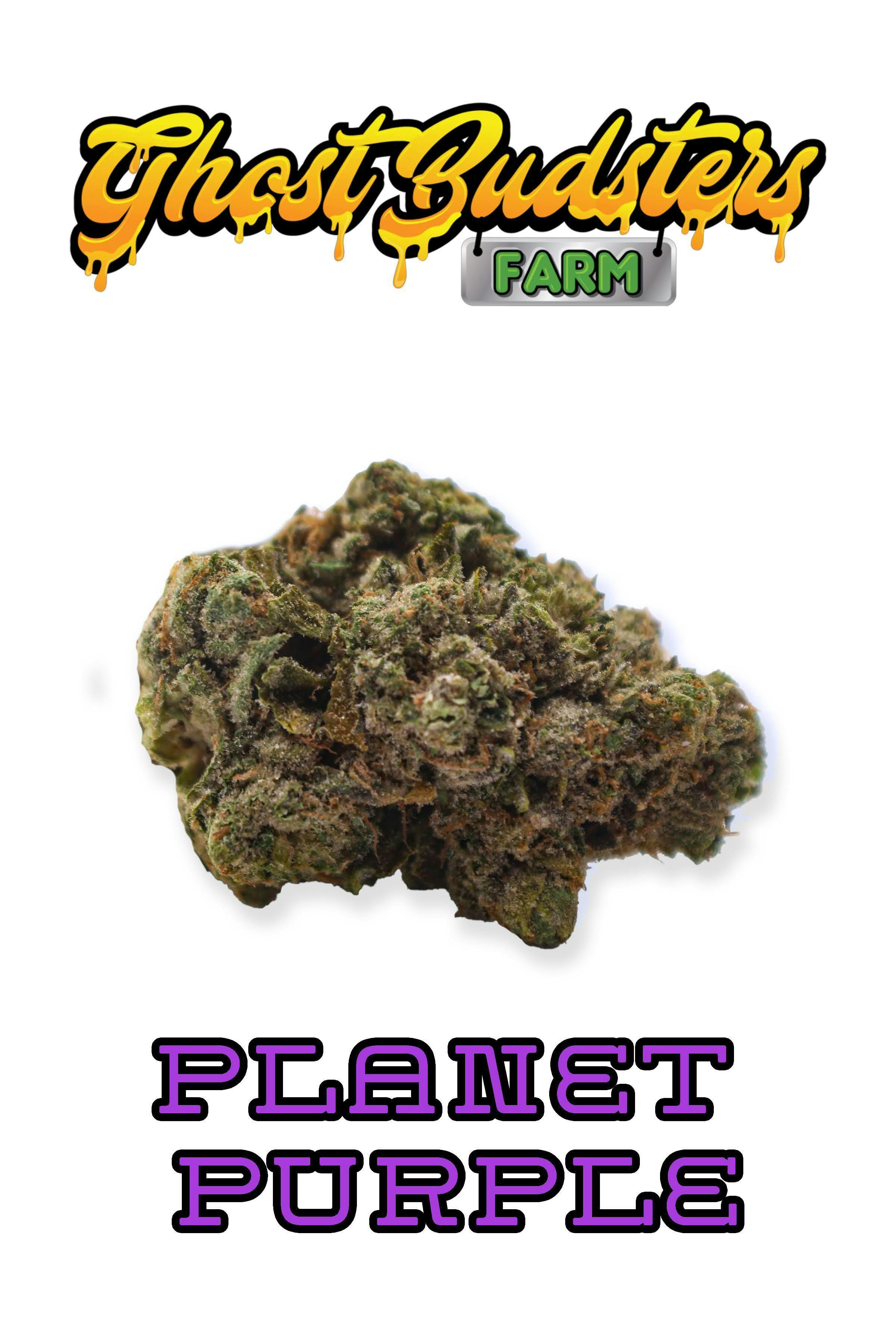 Ghostbudsters | Planet Purple | BULK
