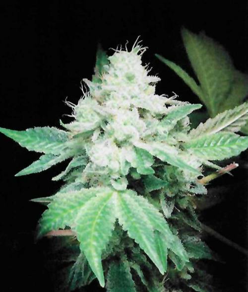 ChaOZ Gorilla Glue #4 28G cannabis product