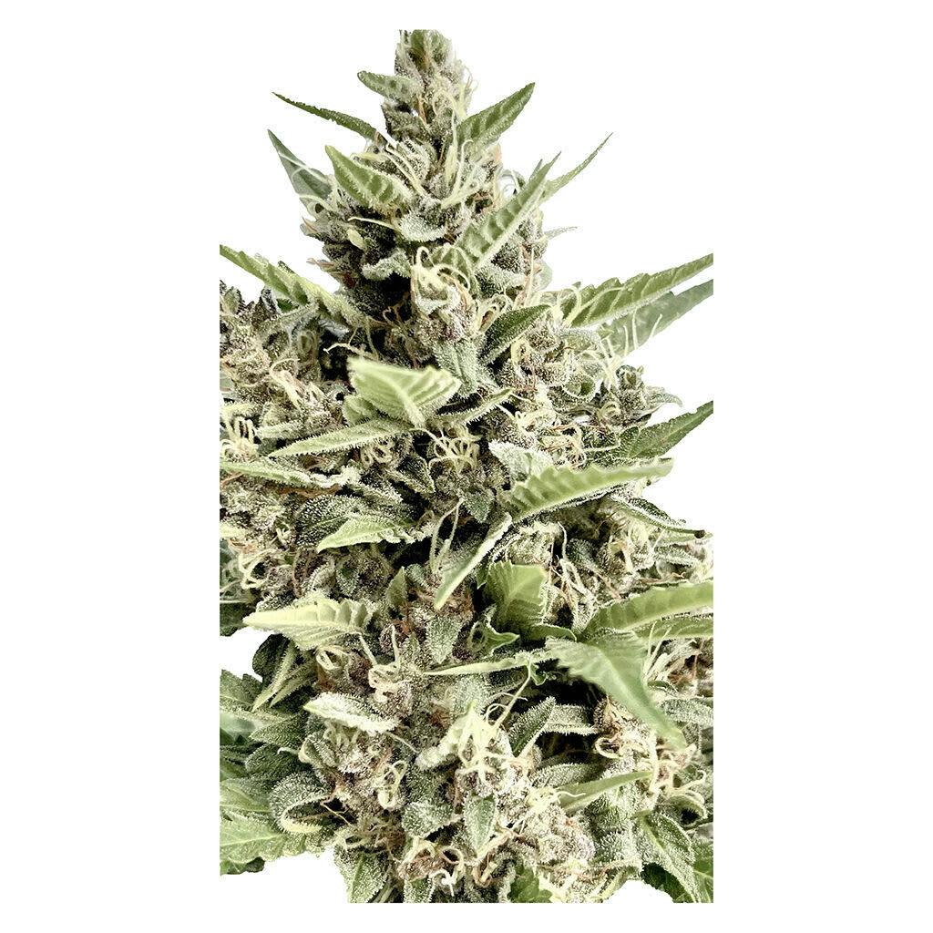 Modified Kush Mints - Feminized Seeds 4 Pack