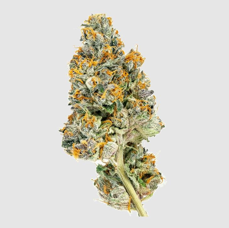 Luci: Canna Co - Gatorback