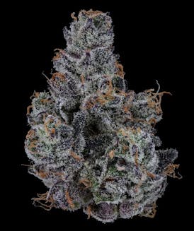 Legend Growers- Lemon Cherry Gelato