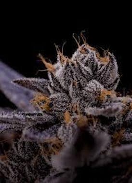 Rising Altitude- 3.5g Prepack- Fantasy Melon