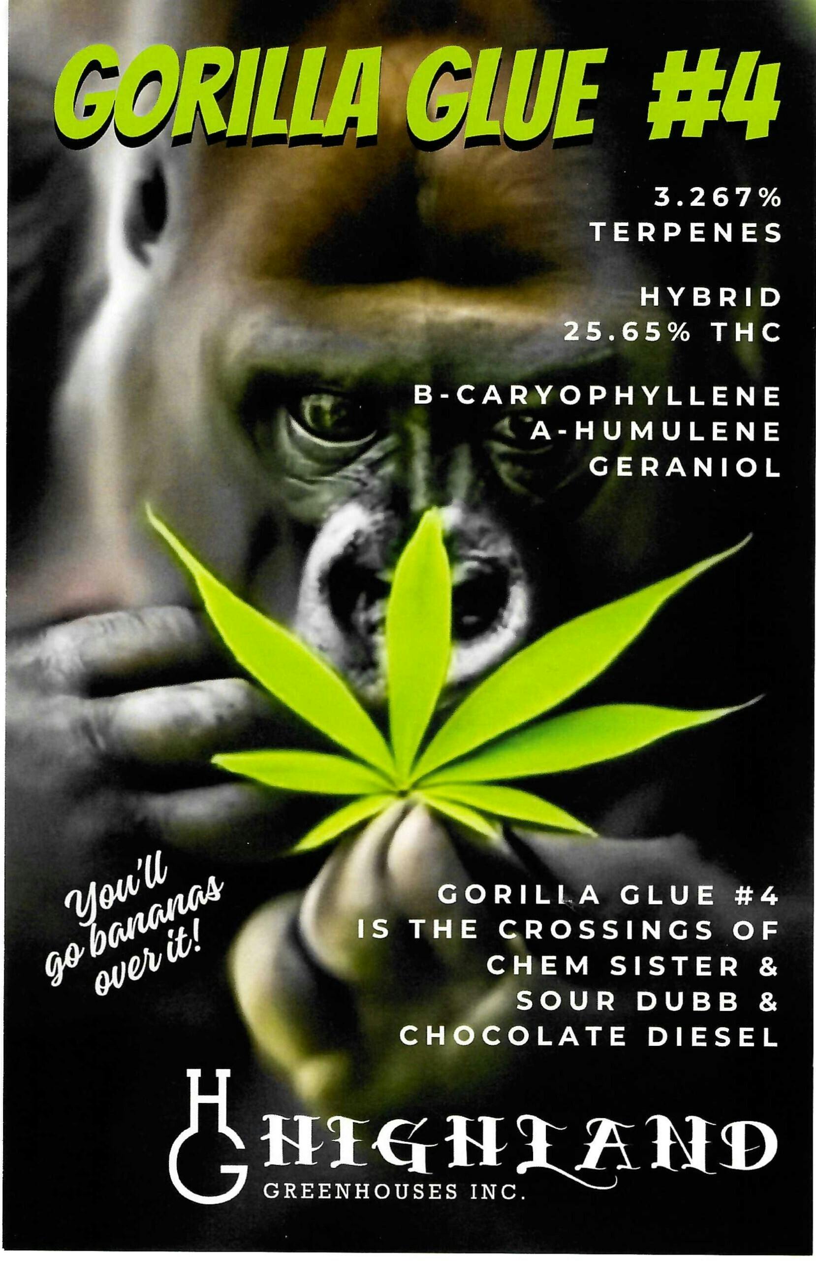 HIGHLAND GREENHOUSES Gorilla Glue #4 PR1x0.5g