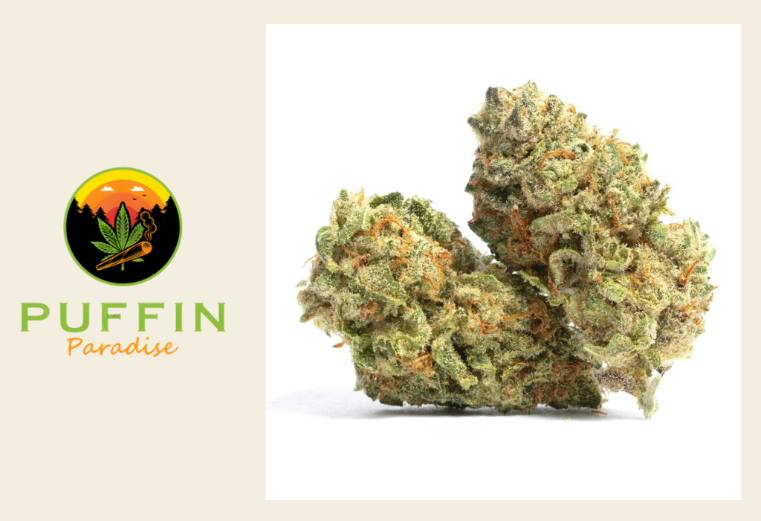 PUFFIN PARADISE Bud & Beyond Hybrid 7g