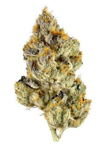 Rocking Star Farm : Plasma Fruit