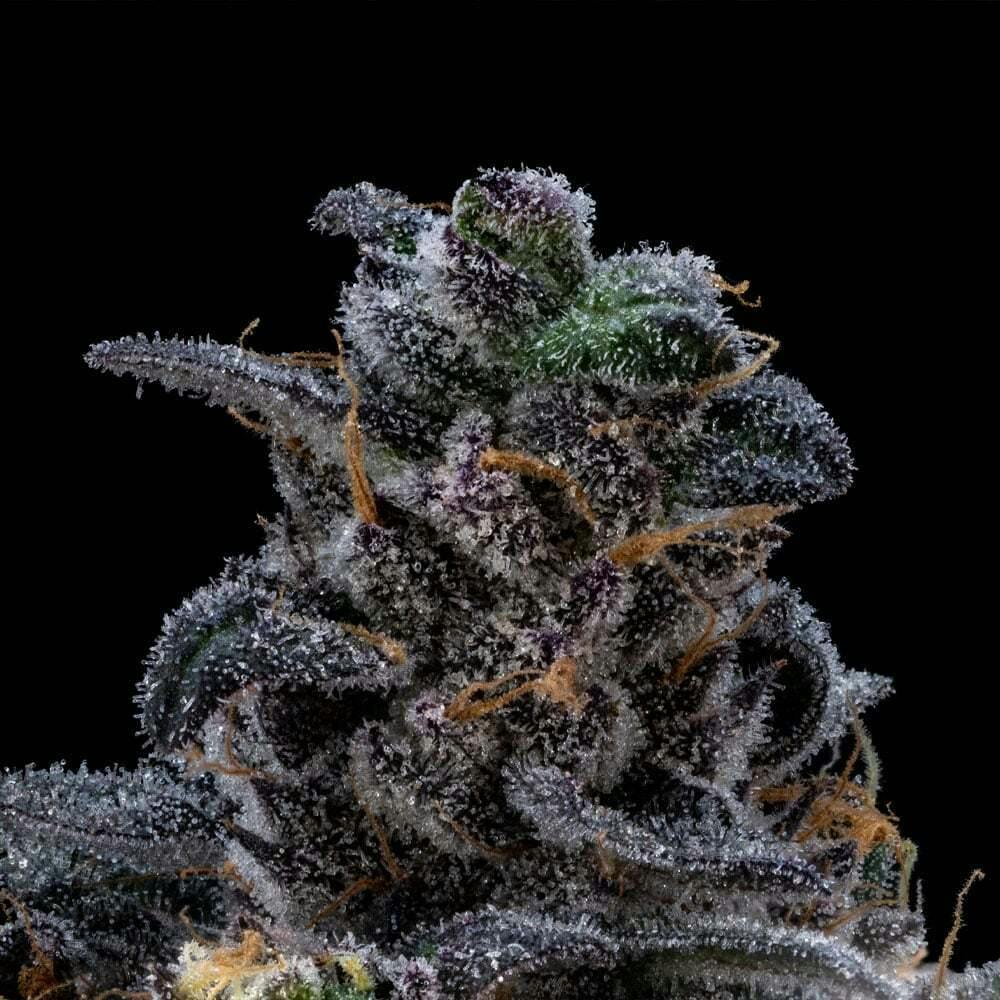 FloraCal Purple Plague 3.5g Flower