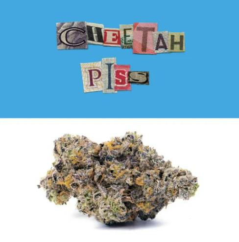 COOKIES - CHEETAH PISS (3.5G) (H) - 3.5 g