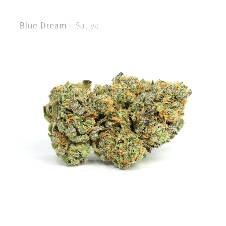 Purple Rose- BLUE DREAM 8TH