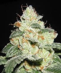 MED - Kaya - San Fernando Valley OG at The Trust Cannabis Company