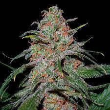 In The Flow - Lemon Skunk