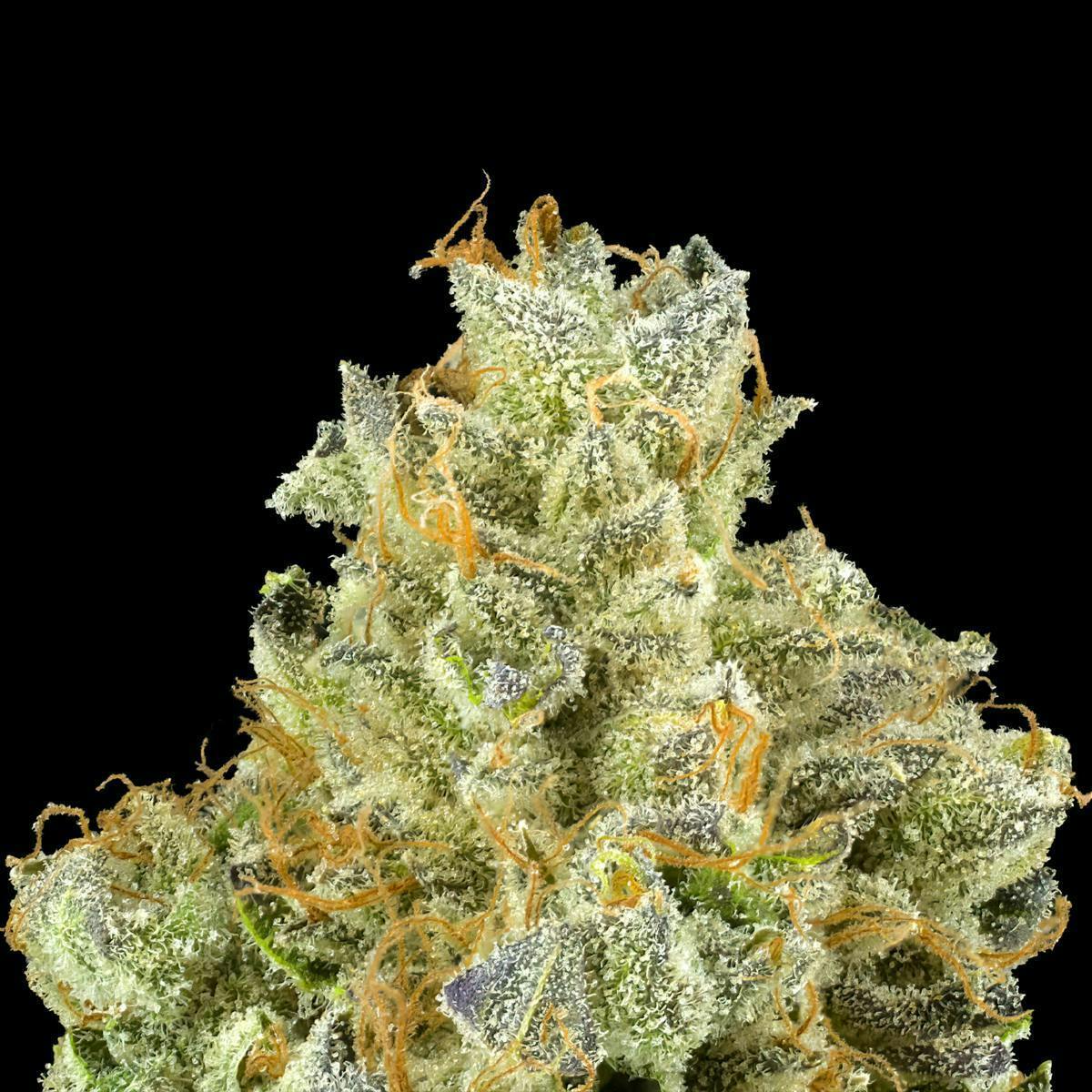 Blueberry Zkz