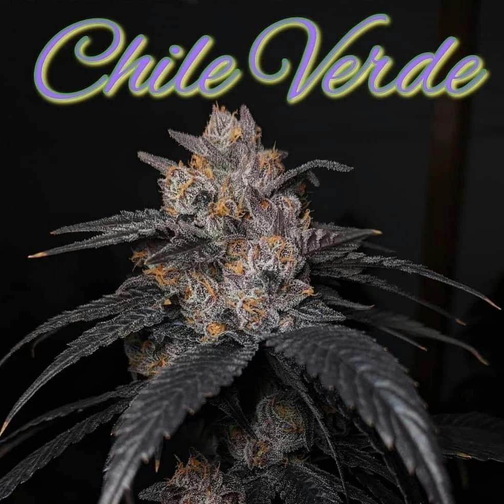 Evergreen Cultivation - Chili Verde - Bulk Flower (I)