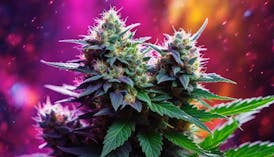 Evergreen Cultivation - Glitter Bomb - Bulk Flower (I)