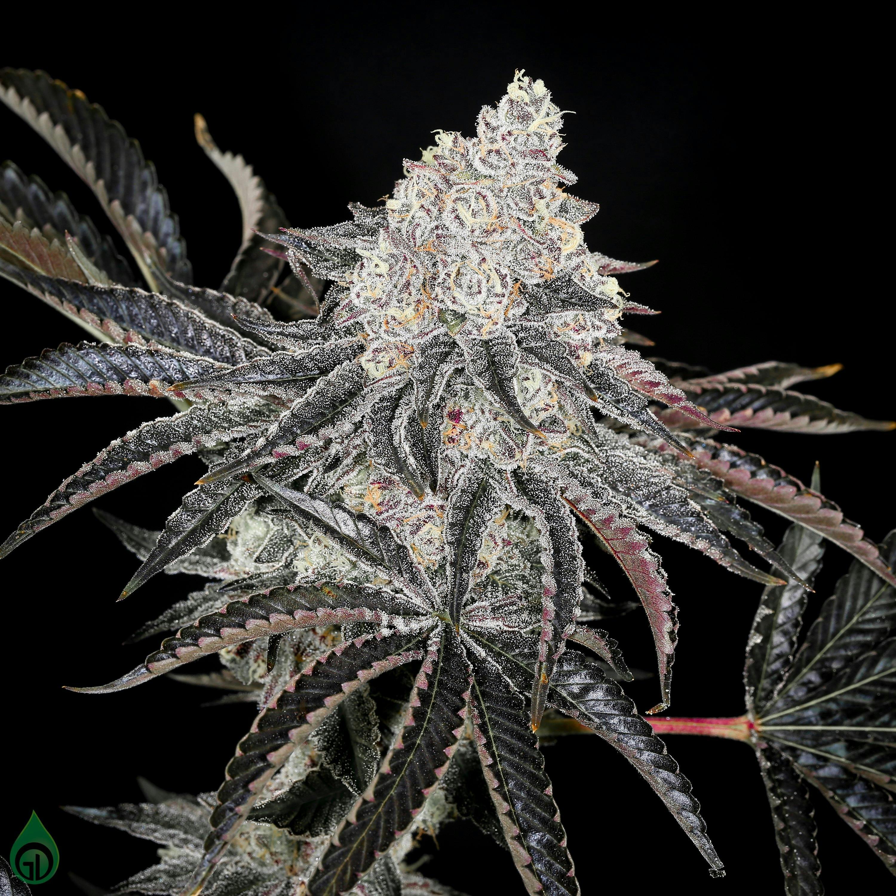Evergreen Cultivation - First Class Funk - Bulk Flower (I)