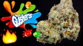 Potter's Farm - Gusherz - Bulk Flower (I)