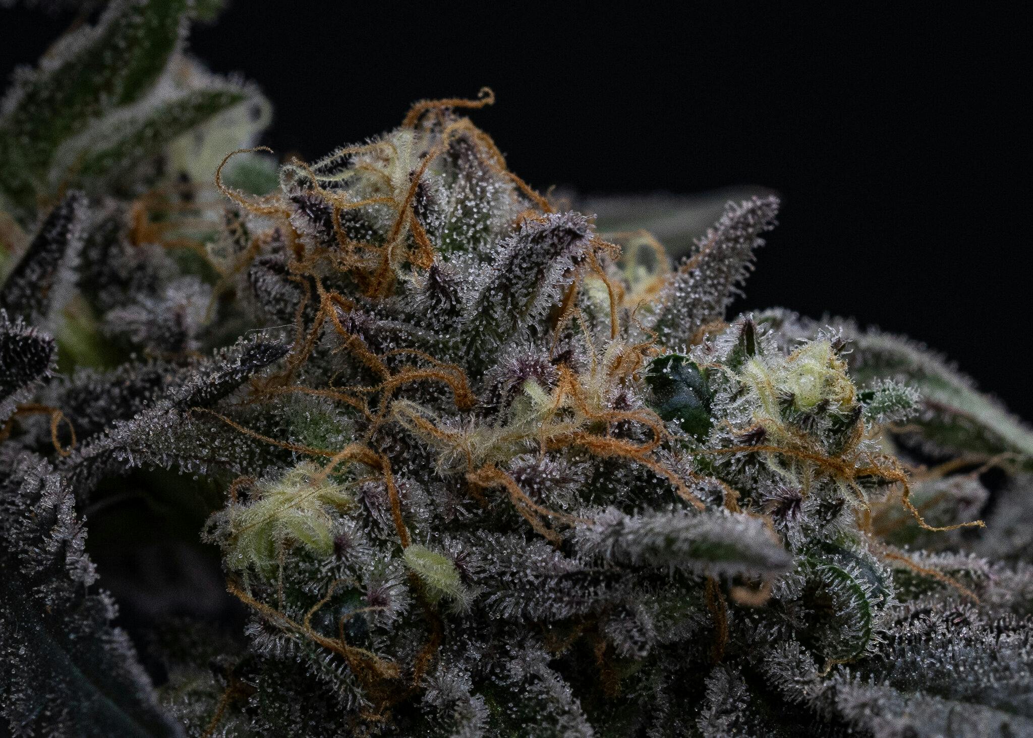 Evergreen Cultivation - Zero Gravity - Bulk Flower (I)