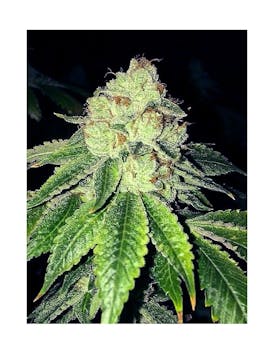 Craft - Lemon Tart - House Preroll