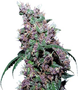 Emerald Fire - Black Velvet - Bulk Flower