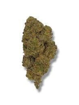 The Flower Dept. - Candy Gelato - Bulk Flower (I)