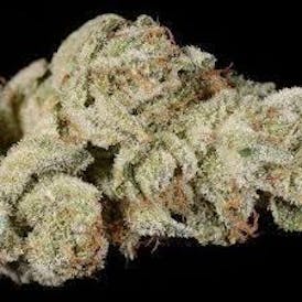 Doghouse - Gorilla Glue - Bulk Flower