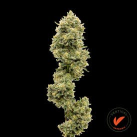 VERTICAL - FROSTY FRAPPE 3.5G HYBRID