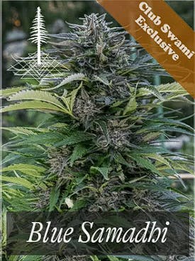 Martyjuana - Blue: Blue Swami 28g. - 28 grams