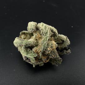 London Jelly Flower | Smalls | Hybrid | Stroudwater General