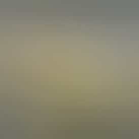 White Wedding | Indica | High Pines