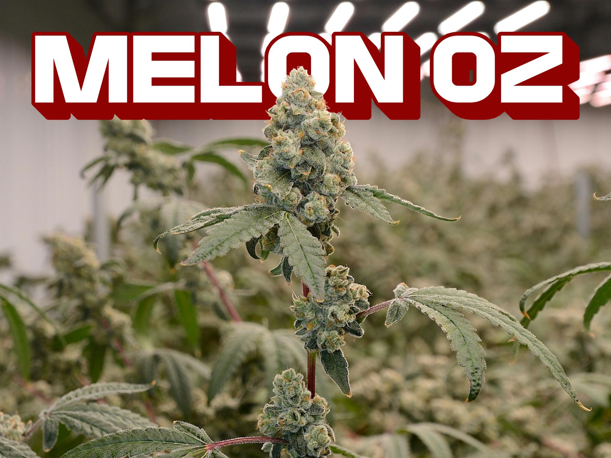 Tall Trees Farm | Melon OZ | Flower | 3.5g
