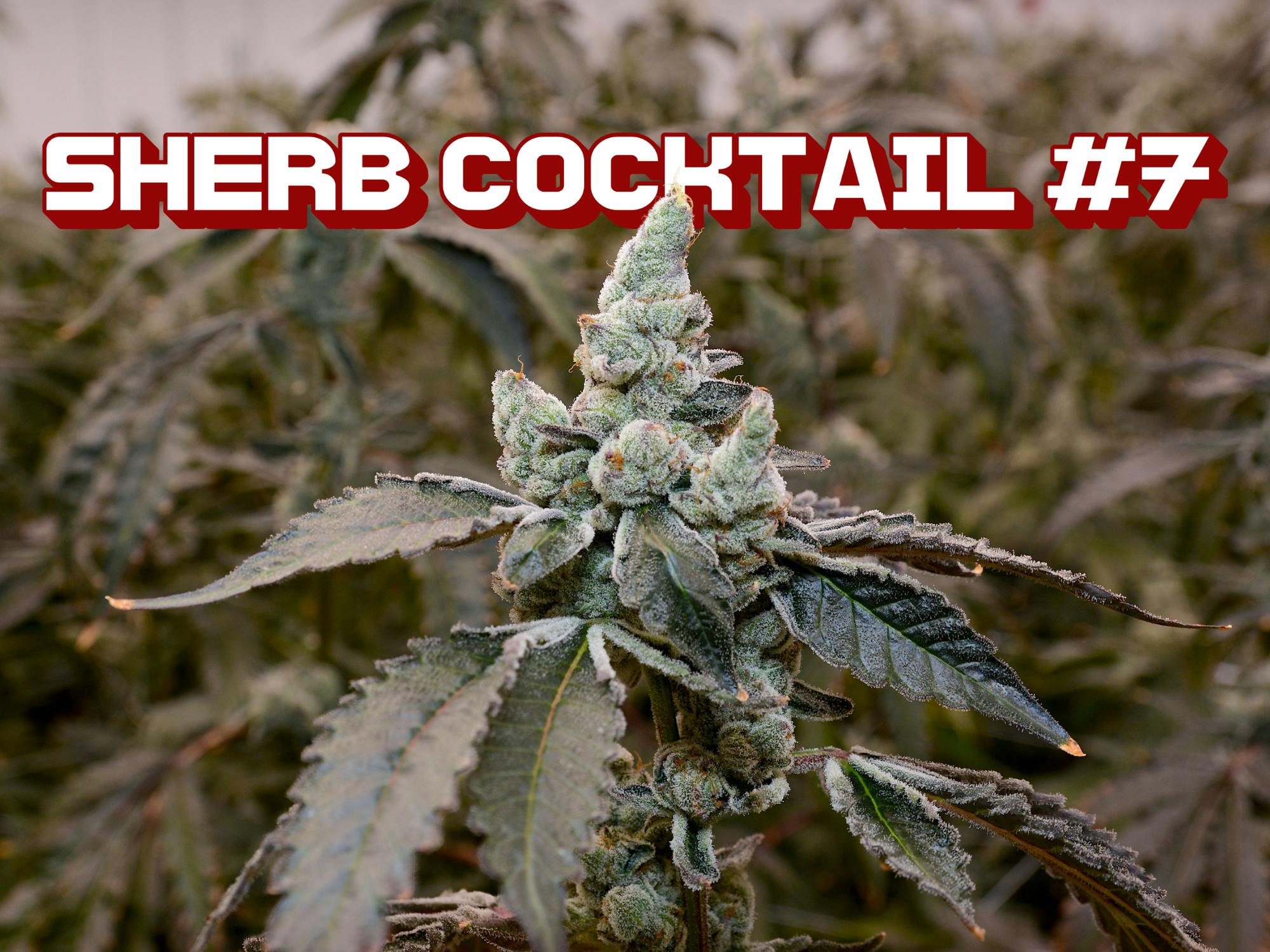 Tall Trees Farm | Sherb Cocktail #7 | Flower | 3.5g