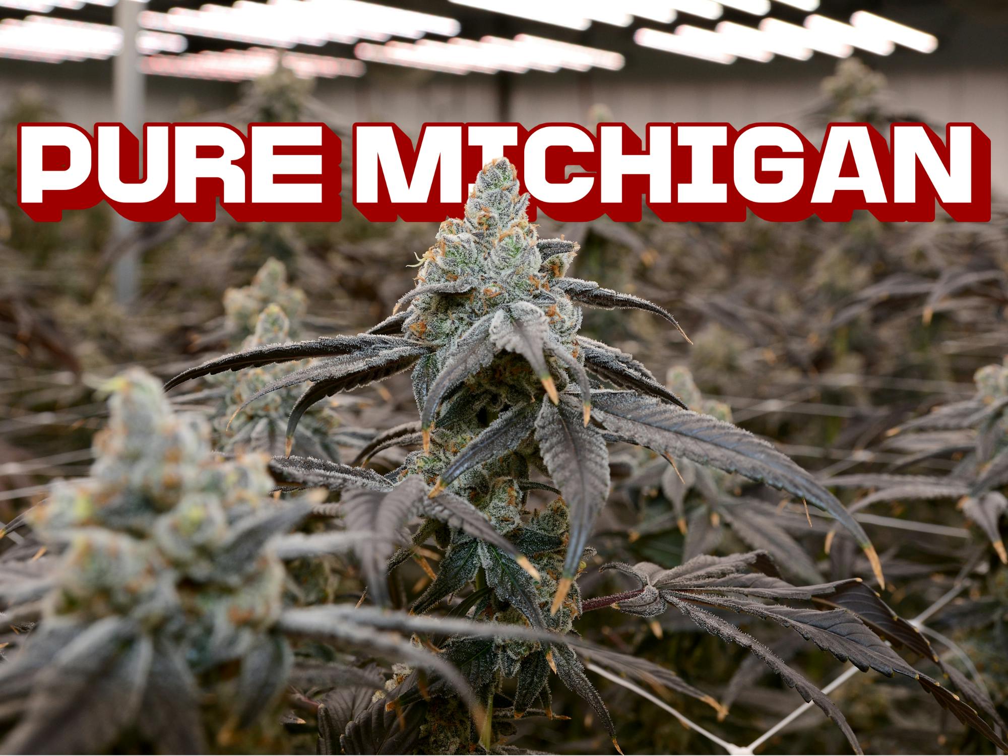 Tall Trees Farm | Pure Michigan | Flower | 3.5g