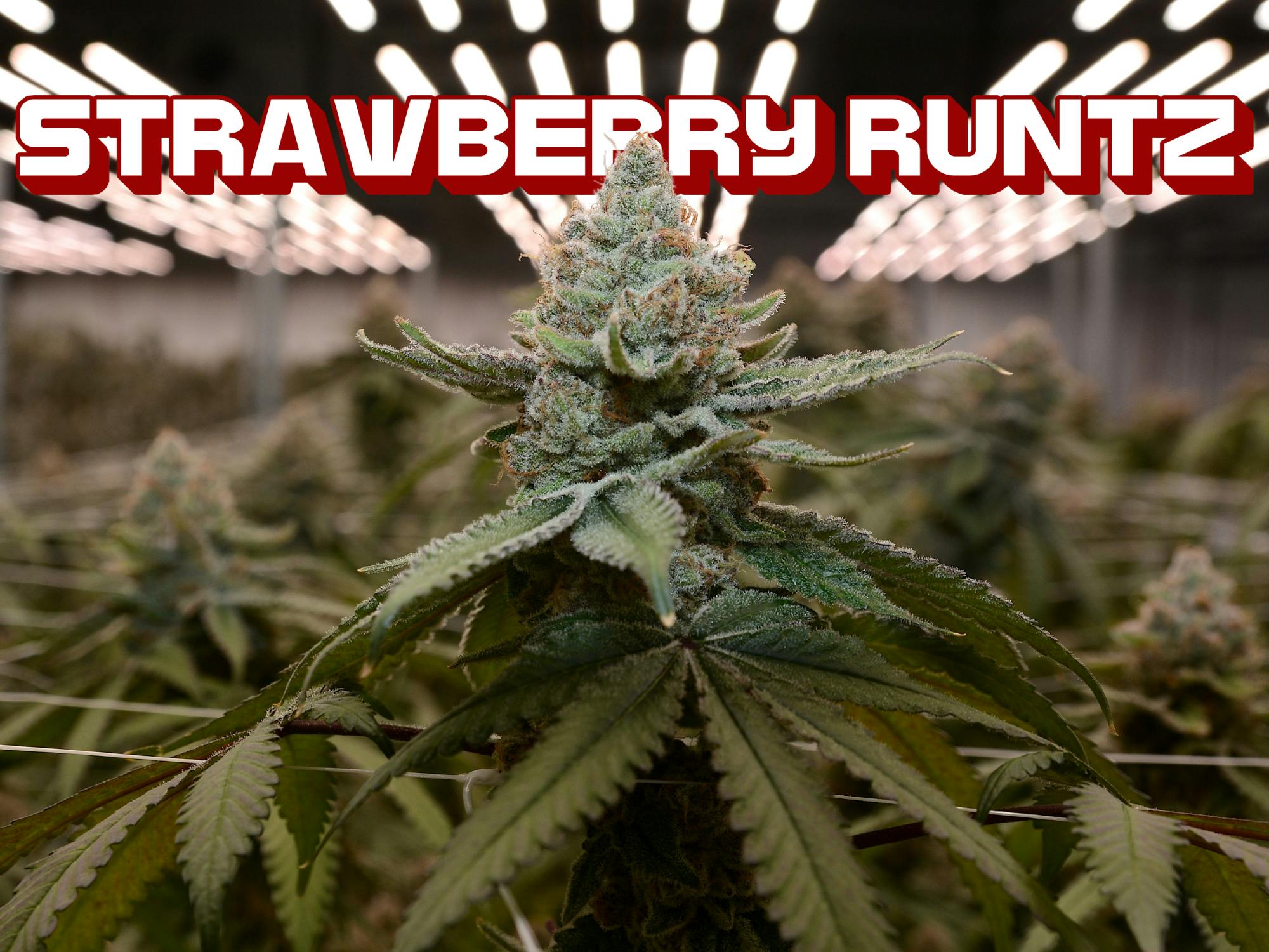 Tall Trees Farm | Strawberry Runtz | Flower | 3.5g